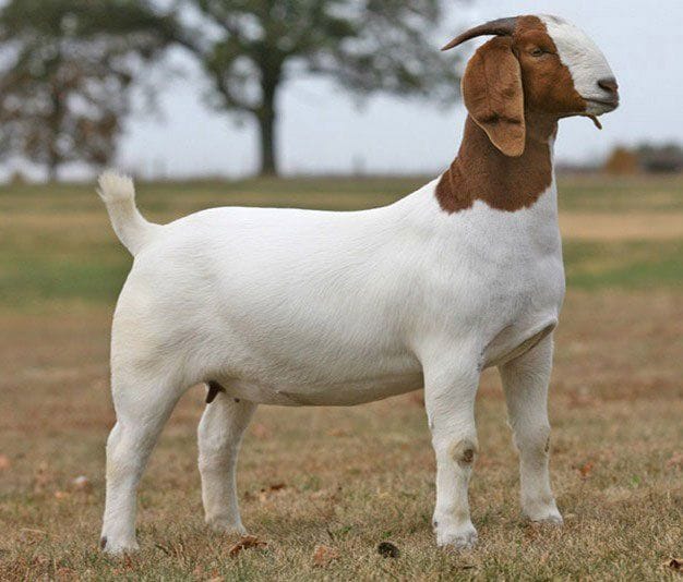 Boer Goats Zimbabwe