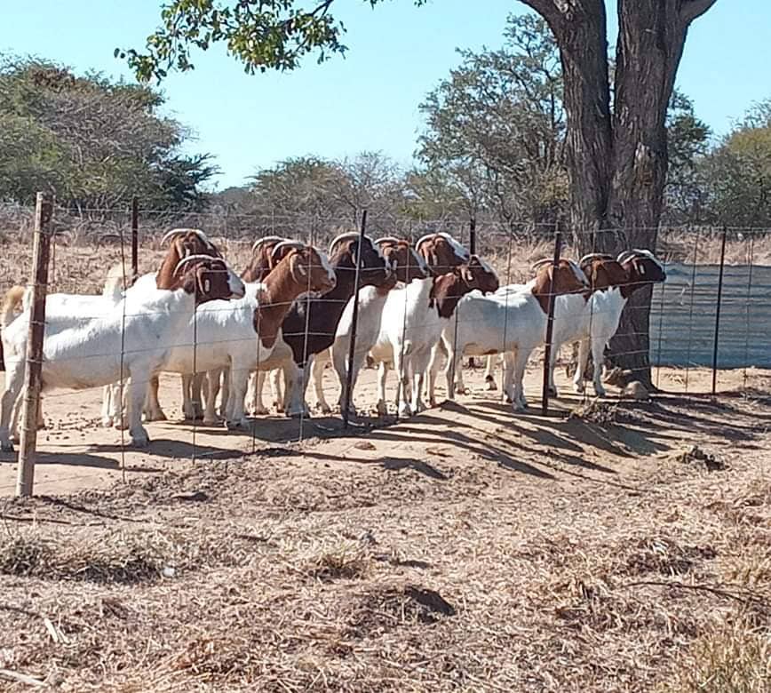 Boer Goats Zimbabwe